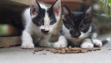 Yavru kedi ne yer?