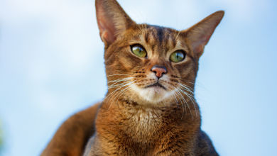 kedi ishaline ne iyi gelir