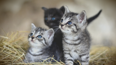 kedi yavrusuna ne denir
